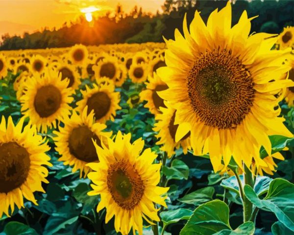 Sunflowers paint by numbers