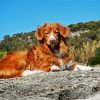 Toller Dog paint by numbers