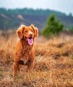 Toller Dog Puppy paint by numbers