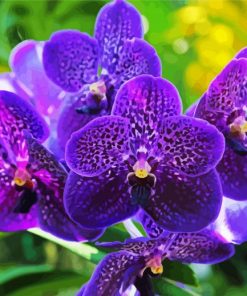 Vanda Orchid paint by numbers