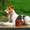 Wire Fox Terrier Dog paint by numbers