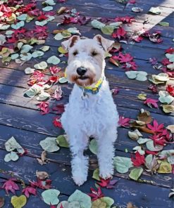 Wire Fox Terrier paint by numbers