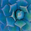 Agave With Thorns Paint By Number