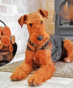 Airedale Terrier Dog Sitting Paint By Number