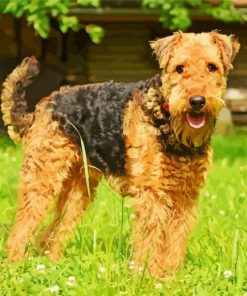 Airedale Terrier Dog Breed Paint By Number