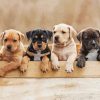 American Staffordshire Terrier Puppies paint by numbers