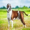 American Staffordshire Terrier paint by numbers