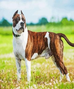 American Staffordshire Terrier paint by numbers