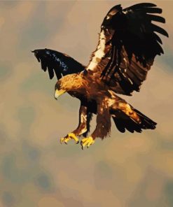 Aquila Eagle Bird paint by numbers