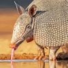 Armadillo Animal Drinking Water paint by numbers