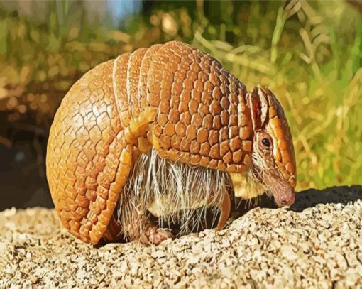 Armadillo In The Desert paint by numbers