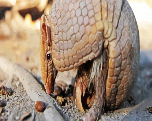 Armadillo Animal paint by numbers