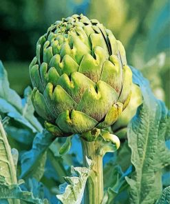 Artichoke Plant paint by numbers