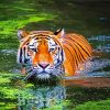 Bengal Tiger Swimming paint by numbers