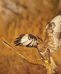 Bird Of Prey Buzzard Paint By Number