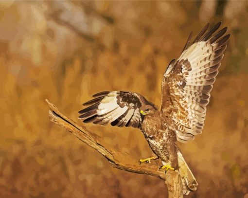 Bird Of Prey Buzzard Paint By Number