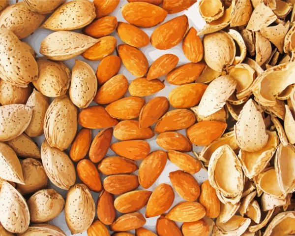 Bitter And Sweet Almonds Paint By Number