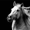 Black And White Andalusian Horse Paint By Number