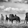 Black And White Horses Flock paint by numbers