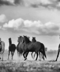 Black And White Horses Flock paint by numbers