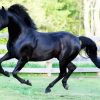 Black Morgan Horse Paint By Number