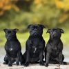 Black Staffordshire Bull Terrier Dogs Paint By Number