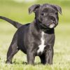 Black Staffordshire Bull Terrier Puppy Paint By Number