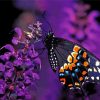 Black Swallowtail Butterfly On Flower Paint By Number