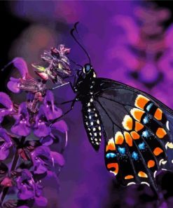 Black Swallowtail Butterfly On Flower Paint By Number