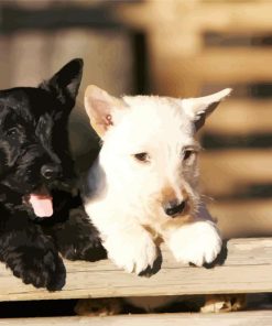 Black And White Scottish Terrier Dogs Paint By Number