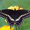 Black Swallowtail Butterfly Paint By Number