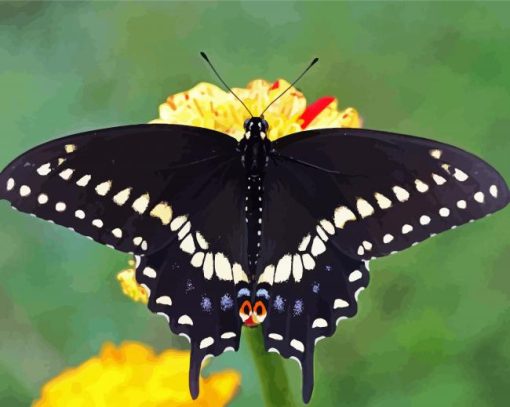 Black Swallowtail Butterfly Paint By Number