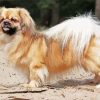 Blonde Tibetan Spaniel paint by numbers