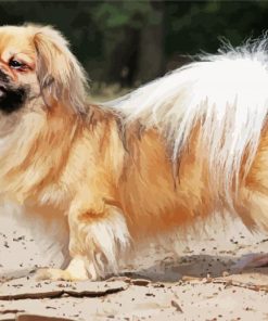 Blonde Tibetan Spaniel paint by numbers