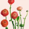 Blooming Pink Ranunculus paint by numbers