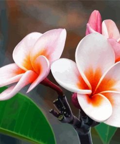 Blooming Plumeria paint by numbers