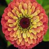 Blooming Zinnia paint by numbers