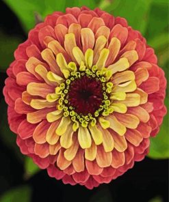 Blooming Zinnia paint by numbers