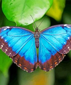 Blue Morpho Butterfly Insect Paint By Number