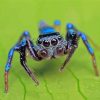 Blue Spider Paint By Number