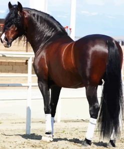 Brown Andalusian Horse Paint By Number