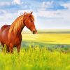 Brown Horse In Meadow Paint By Number