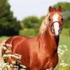 Brown Morgan Horse Paint By Number