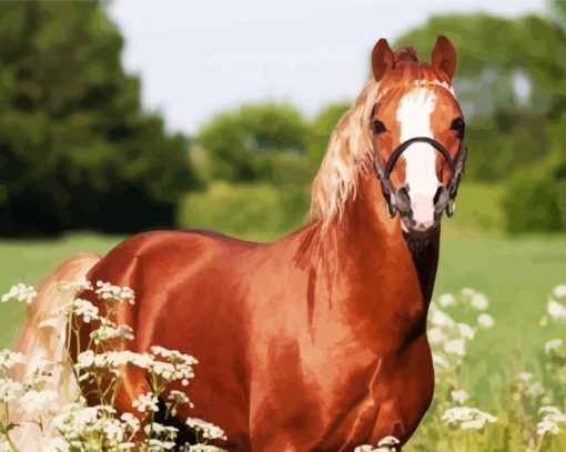 Brown Morgan Horse Paint By Number