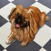 Brown Pekingese Dog paint by numbers