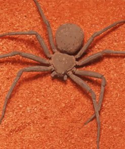 Brown Spider Paint By Number