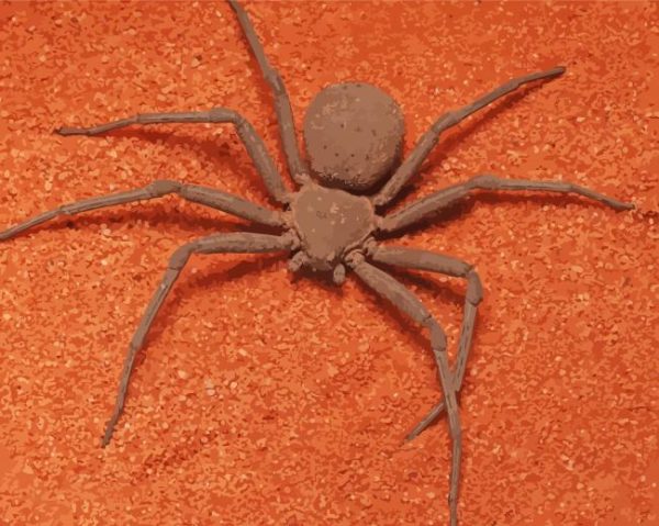Brown Spider Paint By Number