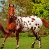 Brown Appaloosa Horse Paint By Number