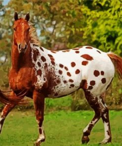 Brown Appaloosa Horse Paint By Number