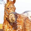 Brown Appaloosa Paint By Number